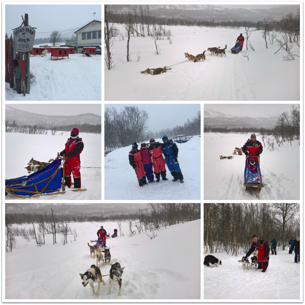 collage - dog sled